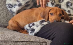 Rhodesian Ridgeback dogs for sale: Two stunning kc registered boys ready to leave  - Image 1