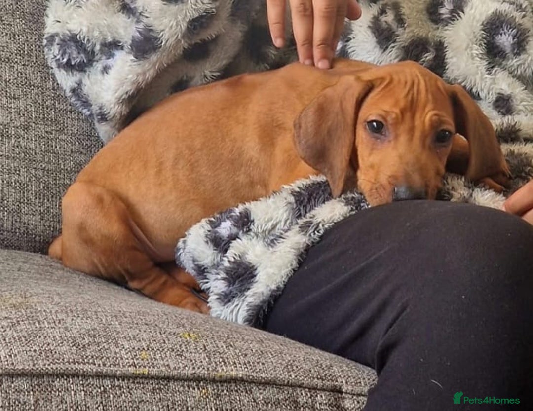 Rhodesian Ridgeback dogs for sale: Two stunning kc registered boys ready to leave  - Image 1