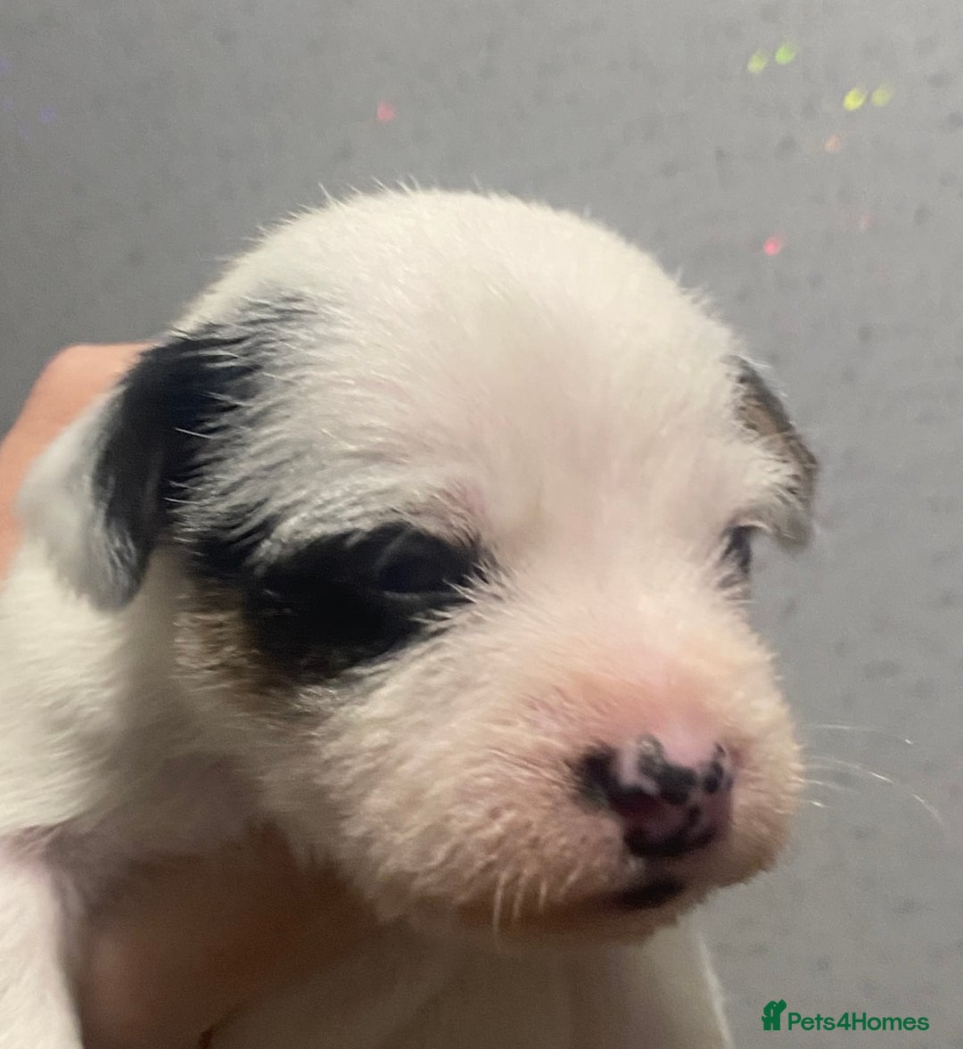 Parson Russell dogs for sale: KC Reg Champion lineage Puppys - Image 13