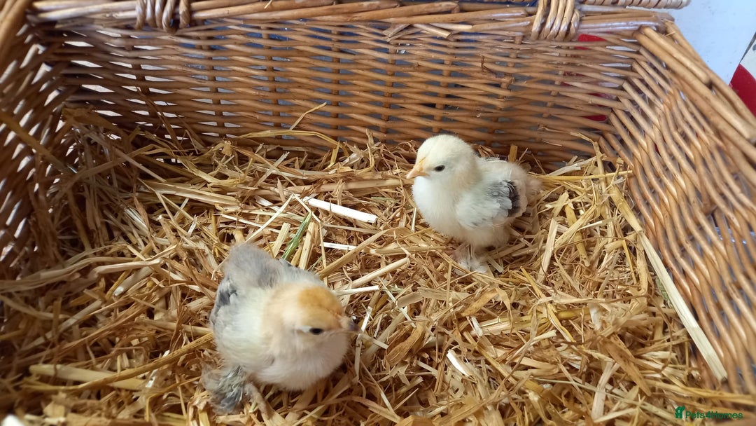 Chickens poultry for sale: Unsexed Mille Fleur Pekin Chicks For Sale  - Image 8