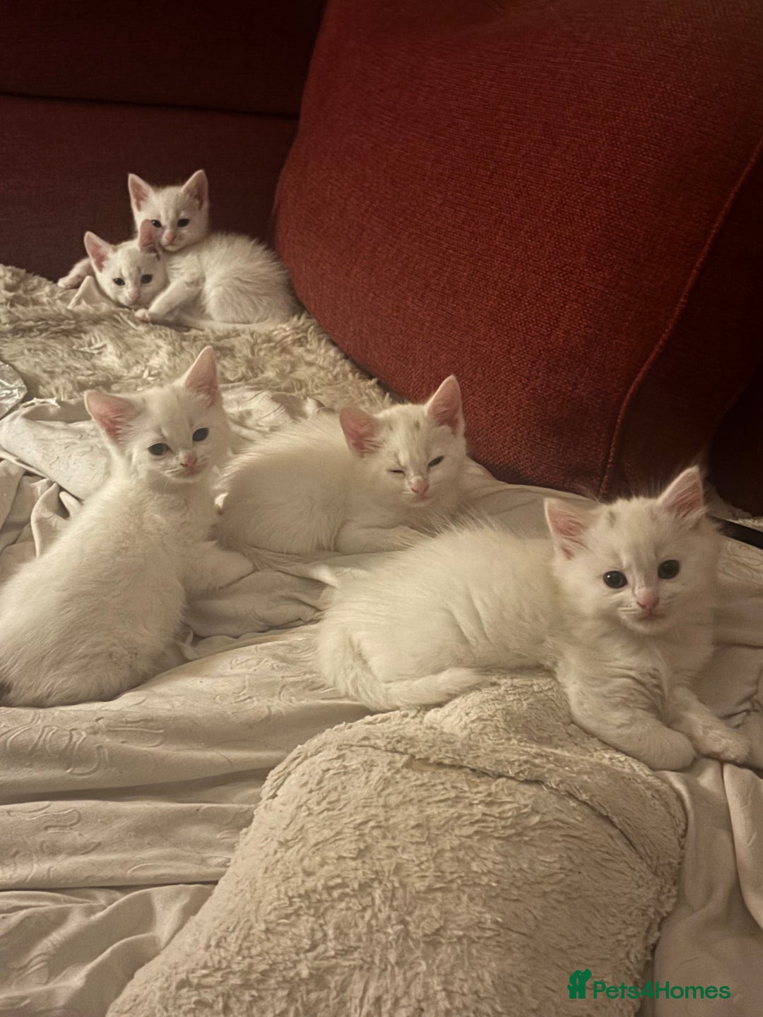 Mixed Breed cats for sale: 7 white kittens READY ASAP - Advert 7