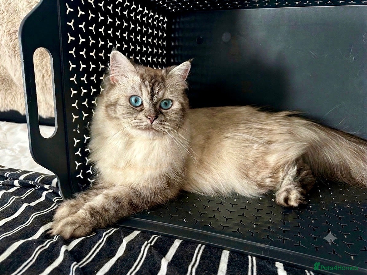 Ragdoll cats Gorgeous Ragdoll Lynx Point Female - Advert 18