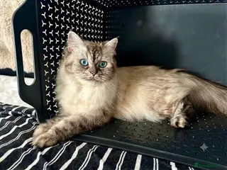 Ragdoll cats Gorgeous Ragdoll Lynx Point Female - Advert 1