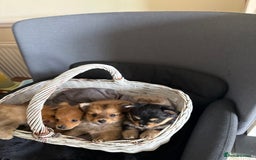 Pomeranian dogs for sale:  Adorable Pomeranian puppies  - Image 3