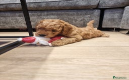 Goldendoodle dogs for sale: Waiting list - Miniature goldendoodle puppies   - Image 5
