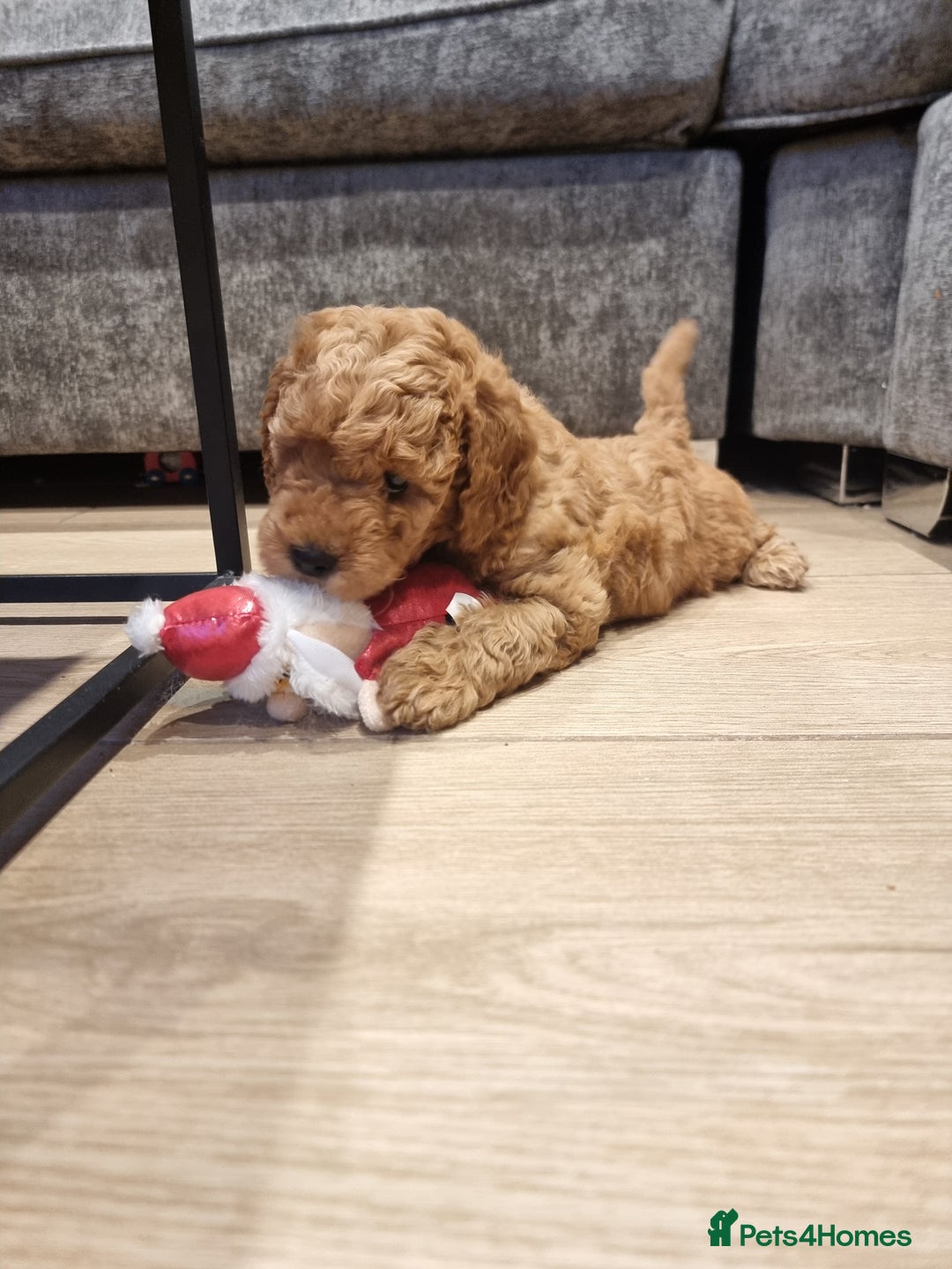 Goldendoodle dogs for sale: Waiting list - Miniature goldendoodle puppies   - Image 5