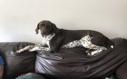 German Shorthaired Pointer dogs for sale: Stunning KC Reg German shorthaired pointers  - Image 1