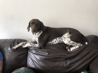 German Shorthaired Pointer dogs for sale - Advert 1