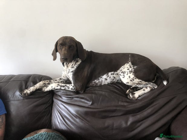 German Shorthaired Pointer dogs - Advert 1