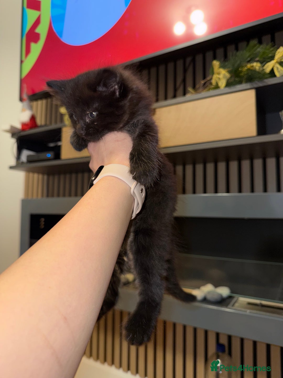 Siberian cats for sale: 6 beautiful Siberians kittens - Advert 11