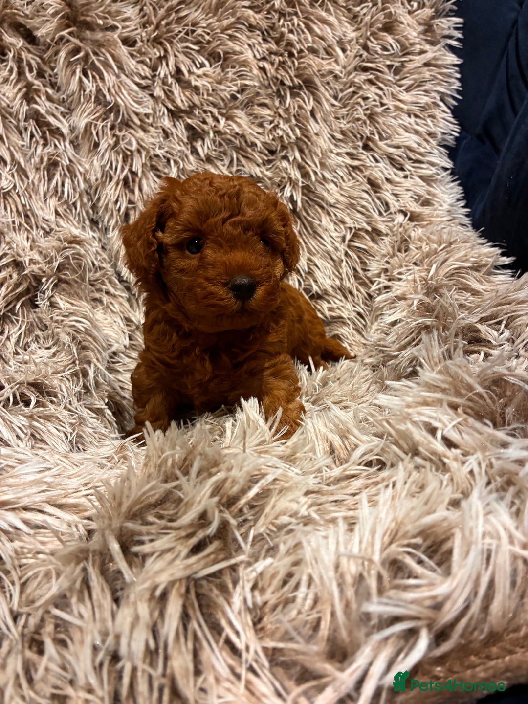 Toy Poodle dogs for sale: 5* Champion Bloodline  Asian Toy Poodles - Advert 1