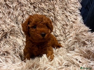 Toy Poodle dogs 5* Champion Bloodline ** Asian Toy Poodles - Advert 3