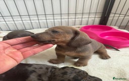 Dachshund dogs for sale: Dachshund pups!! - Image 4