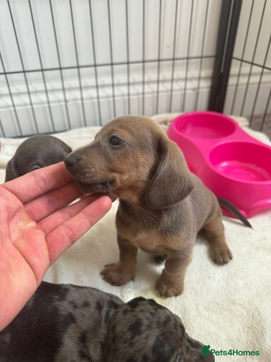 Dachshund dogs for sale: Dachshund pups!! - Image 4
