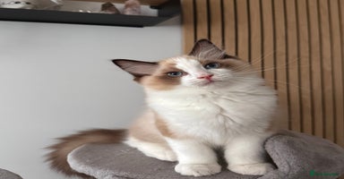 Ragdoll cats - Advert 4