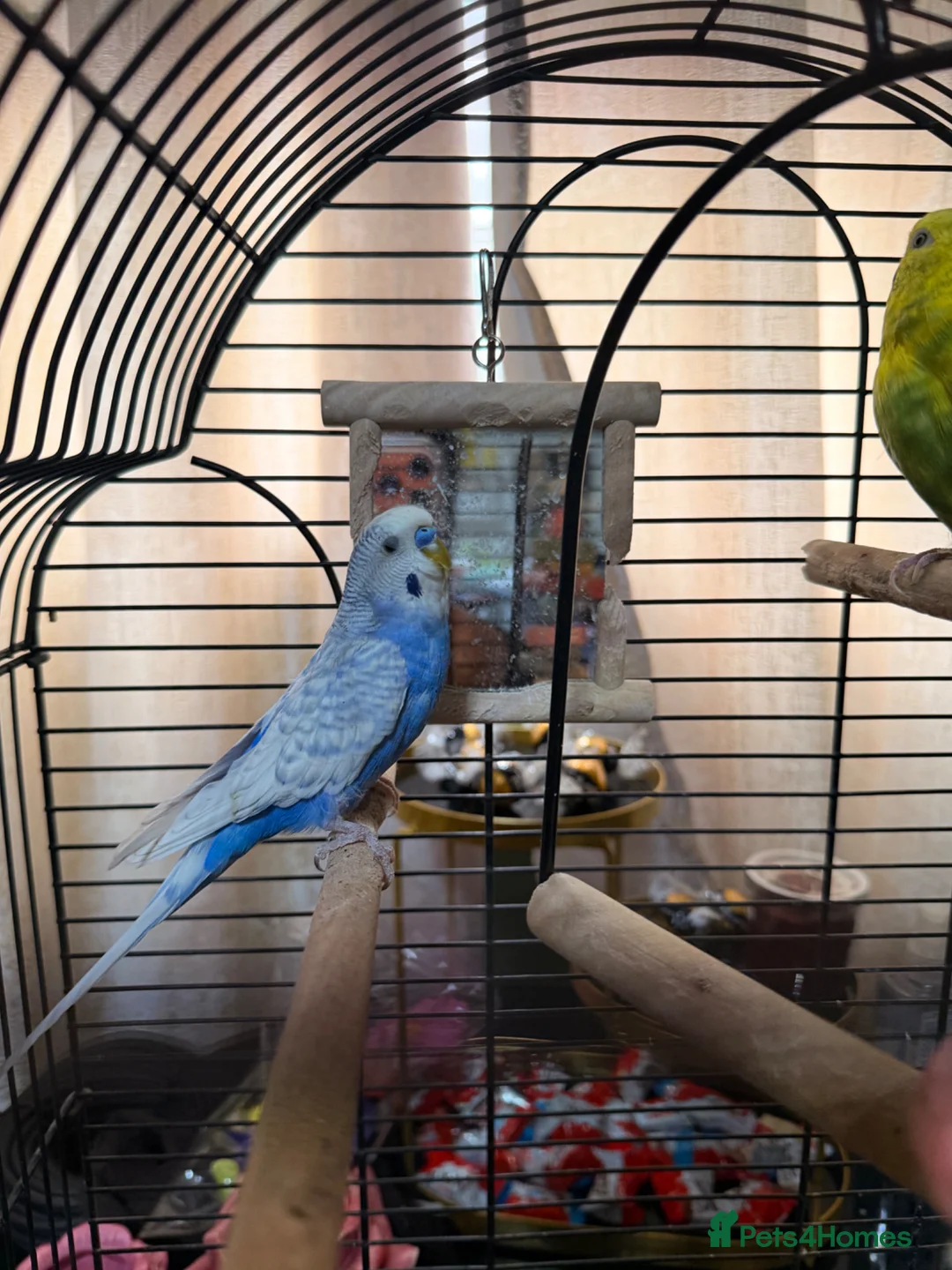 Budgerigars birds for sale:  Tamed Budgie Pair for Sale (Male & Female) - Advert 3