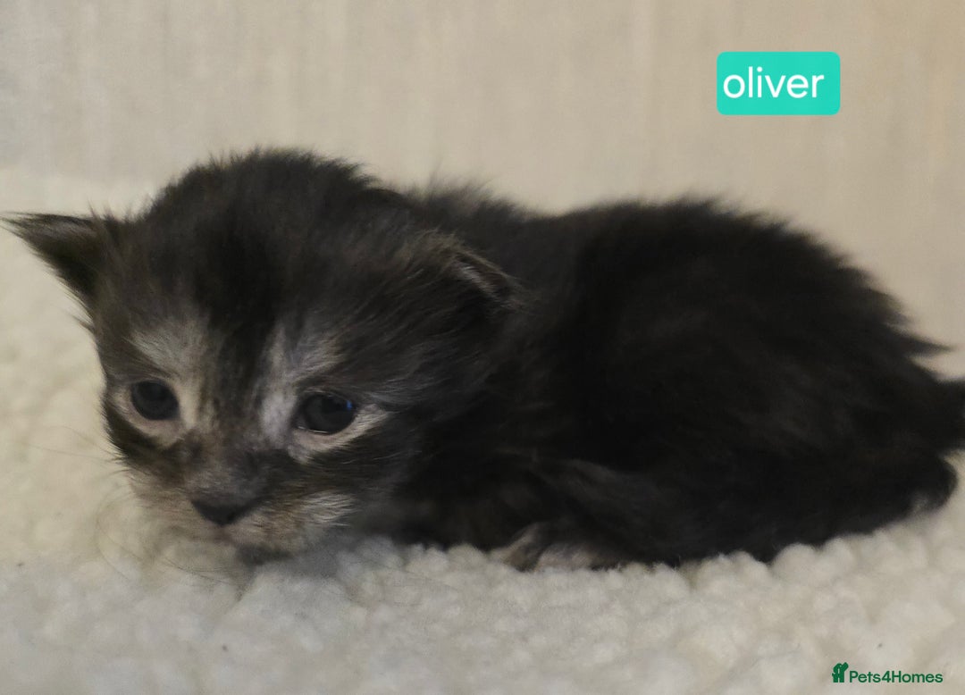 Maine Coon cats for sale: Maine Coon Kittens Smokes Large Russian Lines - Image 10
