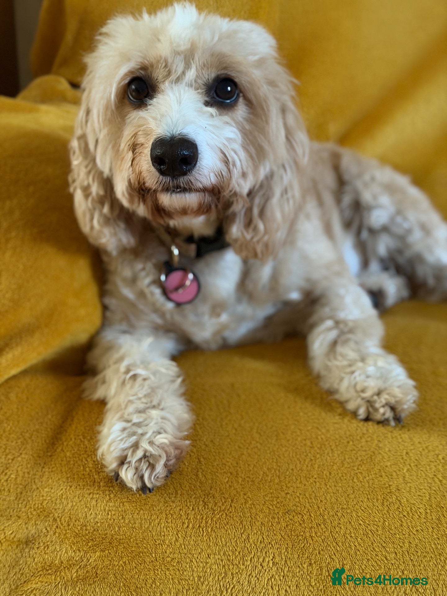 Cockapoo dogs Very Special Retirement Home Wanted - Advert 1