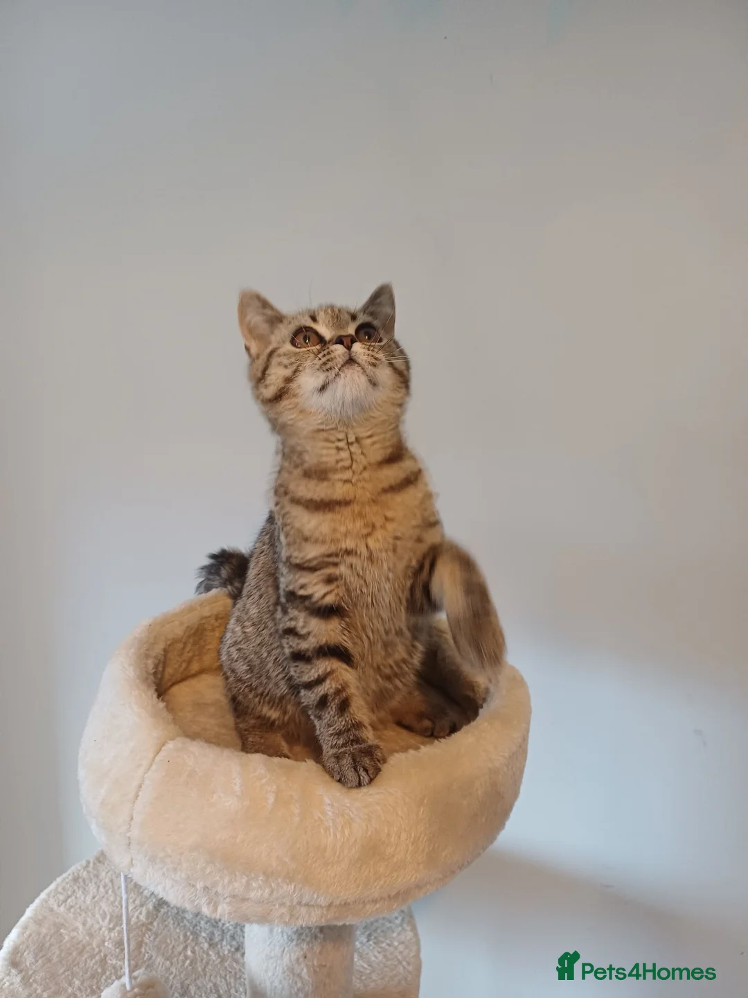 British Shorthair cats for sale:   Last  boys Ready to leave🐱 - Advert 1