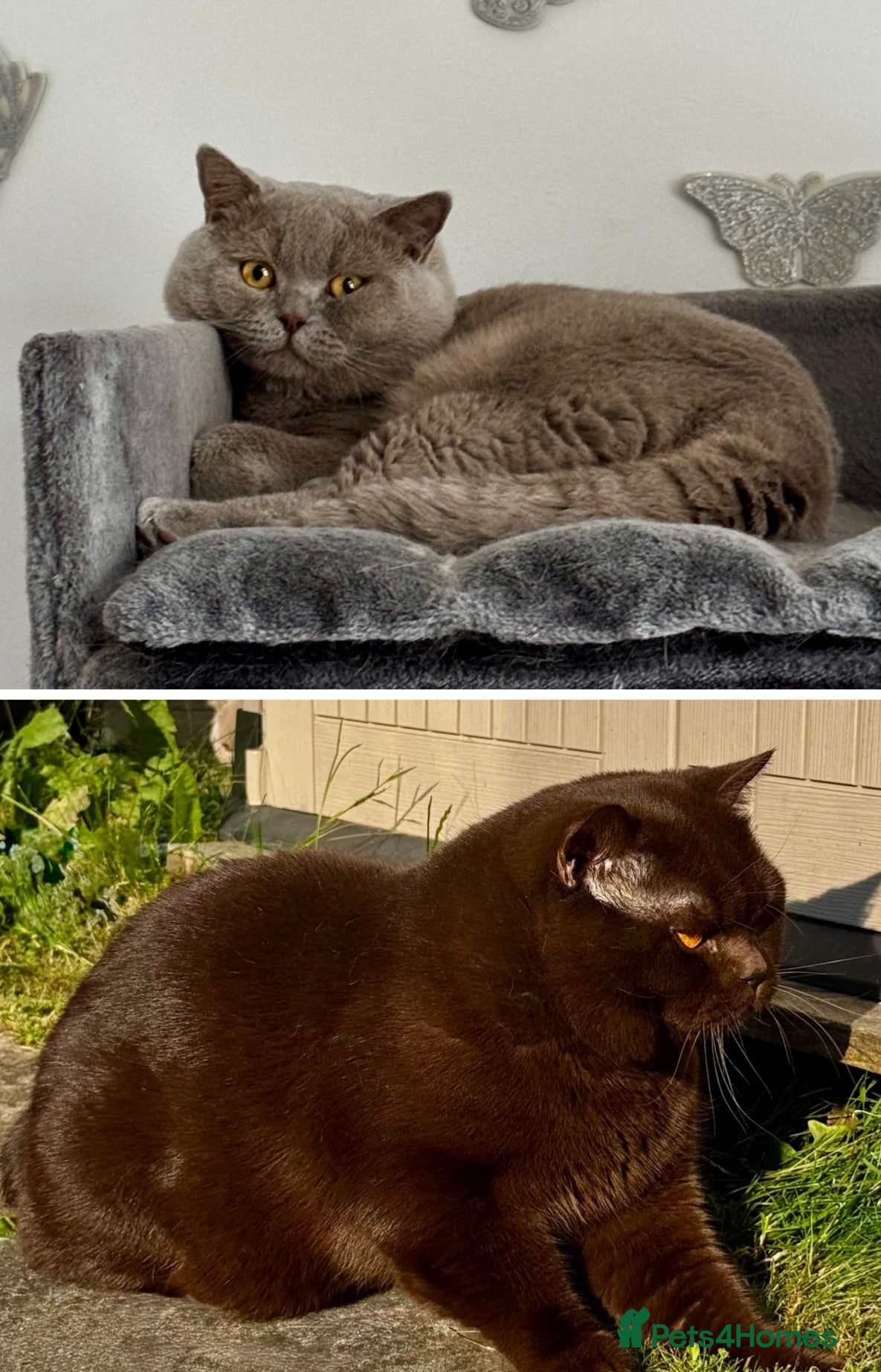 British Shorthair cats GCCF  Registered Chocolate & Lilac Active Studs  - Advert 2