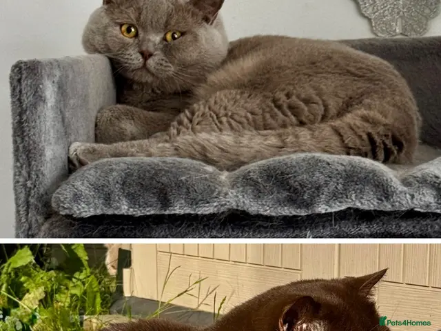 British Shorthair cats for stud: GCCF Registered Chocolate & Lilac Active Studs - Advert 2