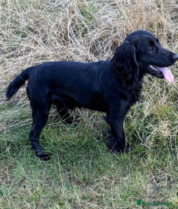 Cocker Spaniel dogs for stud: Well bred kc black stud dog - Advert 1