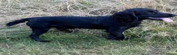 Cocker Spaniel dogs for stud: Well bred kc black stud dog - Advert 1