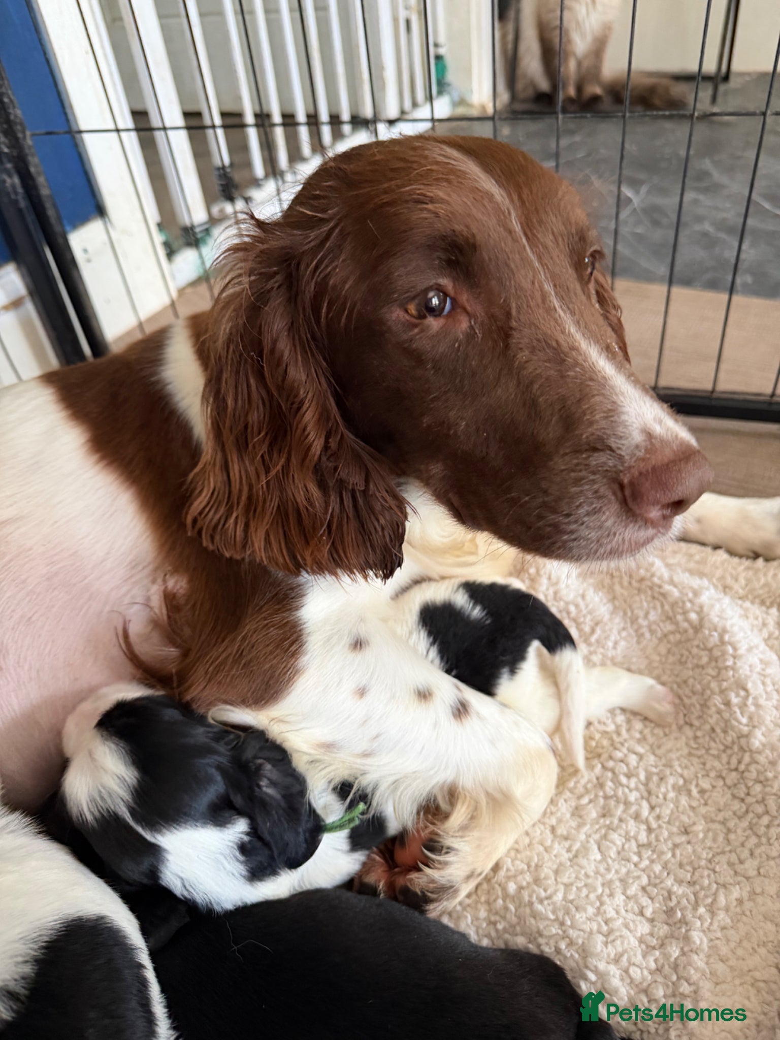 Sprocker dogs Sprocker spaniel puppies  - Advert 14