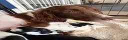 Sprocker dogs for sale: Sprocker spaniel puppies  in Bellshill - Advert 1