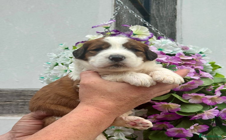 Saint Bernard dogs - Advert 1