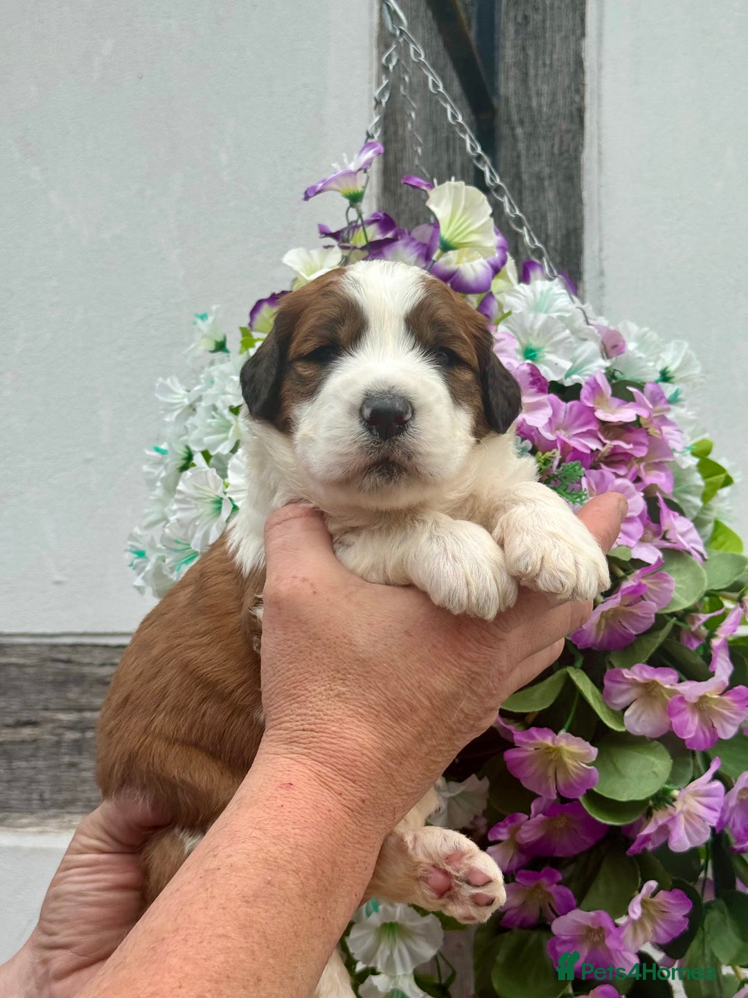Saint Bernard dogs for sale: F1 st doodles puppies for sale - Image 1