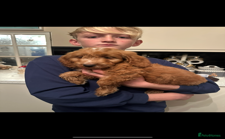 Cockapoo dogs - Advert 1