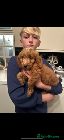 Cockapoo dogs - Advert 12