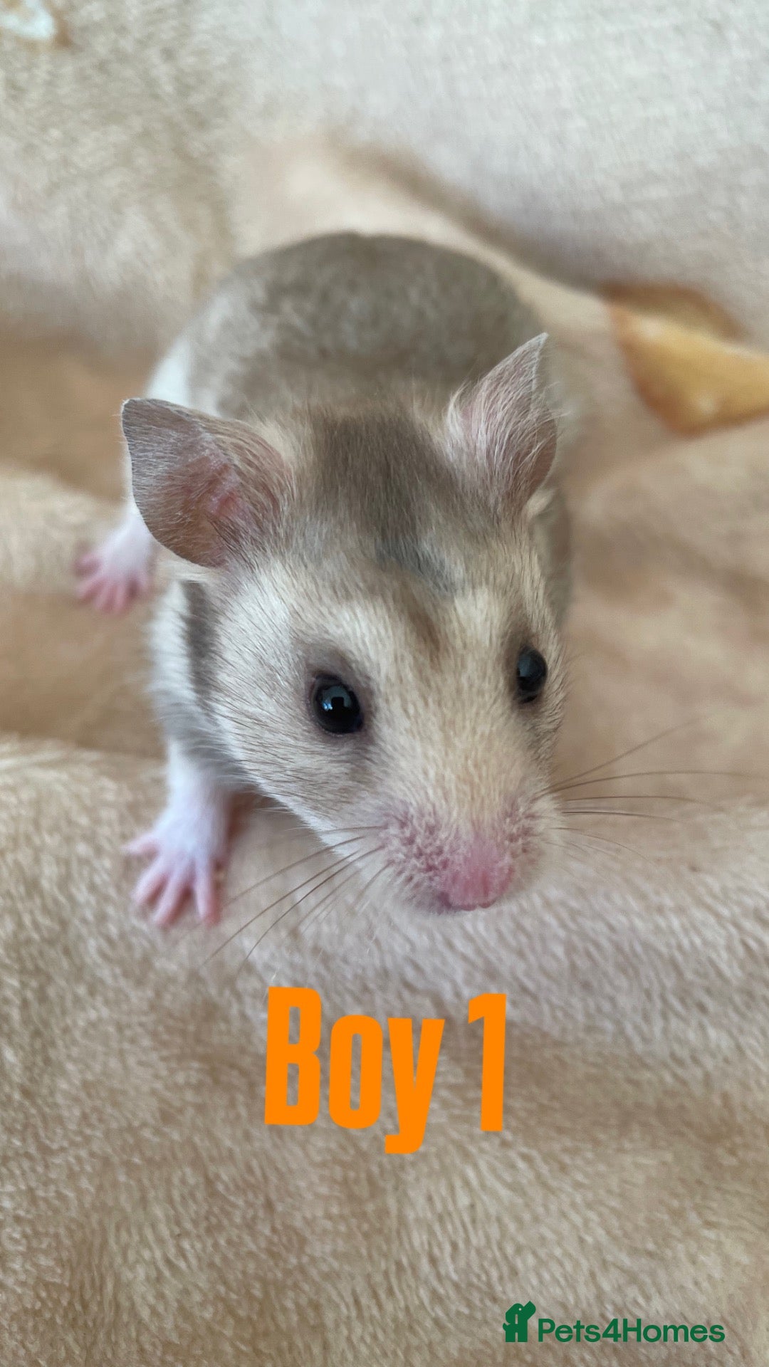 Hamster rodents for sale: Baby Syrian Hamsters  - Advert 7