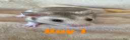 Hamster rodents for sale: Baby Syrian Hamsters  in Bristol - Advert 1