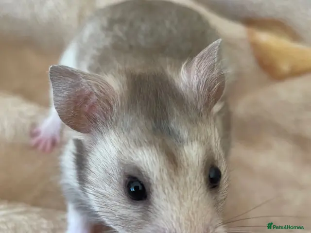 Hamster rodents for sale: Baby Syrian Hamsters - Advert 7