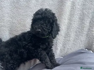 Miniature Poodle dogs Miniature Poodle DNA tested parents - Advert 9