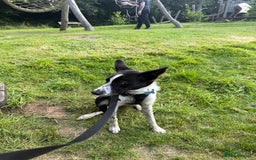 Border Collie dogs for sale: 7 month border collie - Image 1