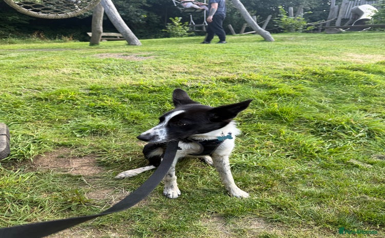 Border Collie dogs - Advert 2