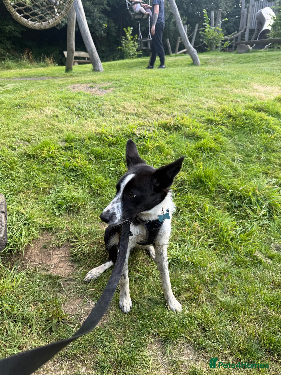 Border Collie dogs for sale: 7 month border collie - Image 1