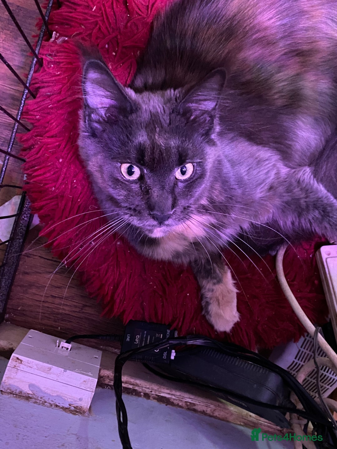 Maine Coon cats for sale: Maine Coon, BSH moggy mix - Advert 7