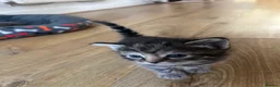 Mixed Breed cats for sale: Ragdoll/Tabby kittens for sale, mixed breed  - Advert 2
