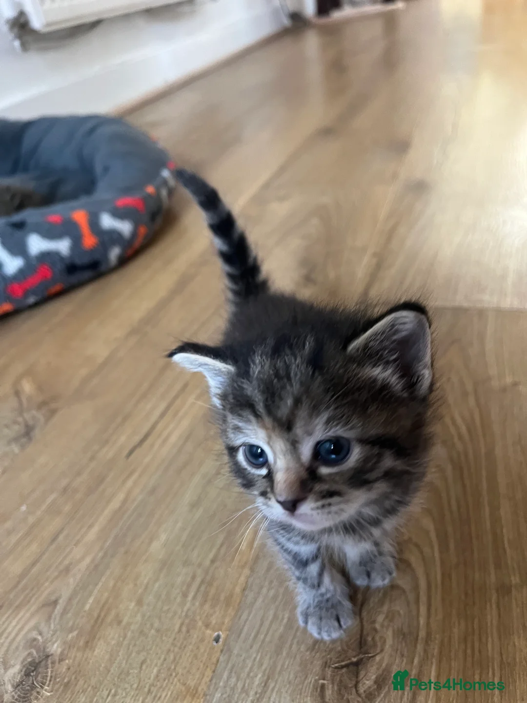 Mixed Breed cats for sale: Ragdoll/Tabby kittens for sale, mixed breed  - Advert 2