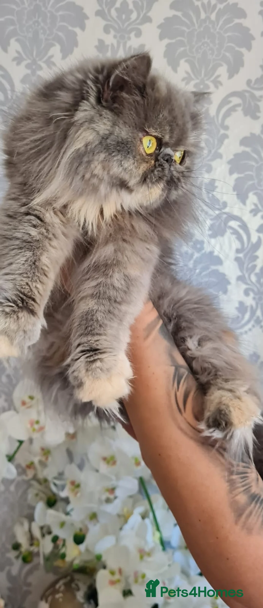 Persian cats for sale: Beautiful Himalayan boy kitten  - Advert 2