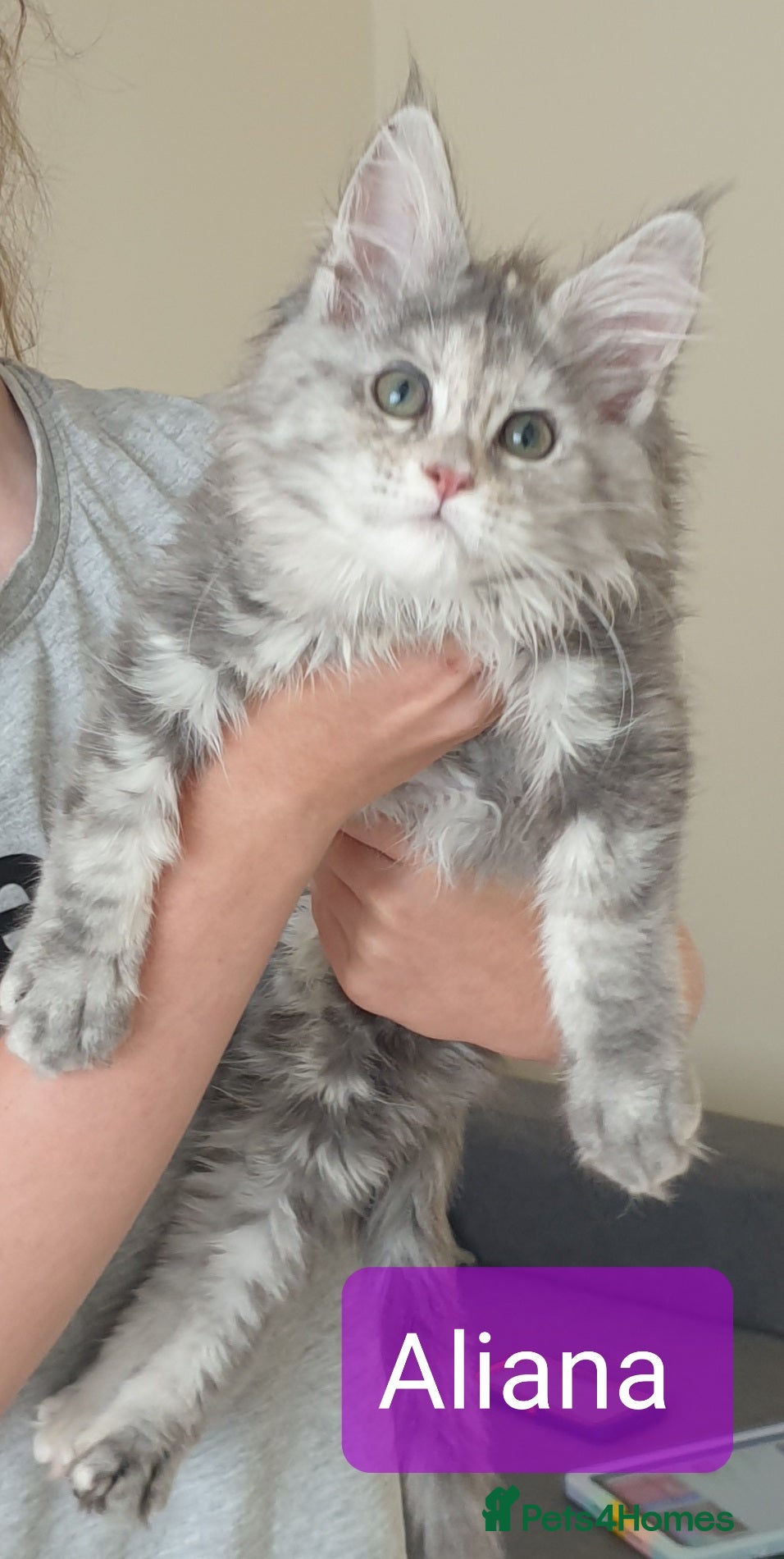 Maine Coon cats Tica registered Maine Coons  - Advert 9