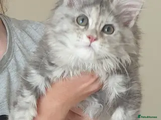 Maine Coon cats Tica registered Maine Coons - Advert 9