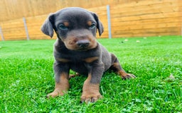 Dobermann dogs for sale: KC Registered Doberman Puppies 🐾🐾🐾 - Image 8