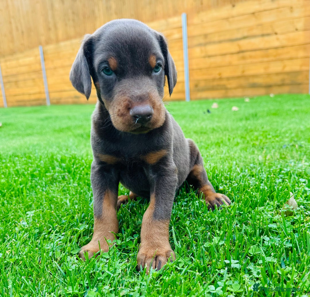 Dobermann dogs for sale: KC Registered Doberman Puppies 🐾🐾🐾 - Image 8