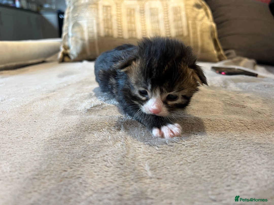 Mixed Breed cats for sale: Maine Coon Mix  - Advert 4