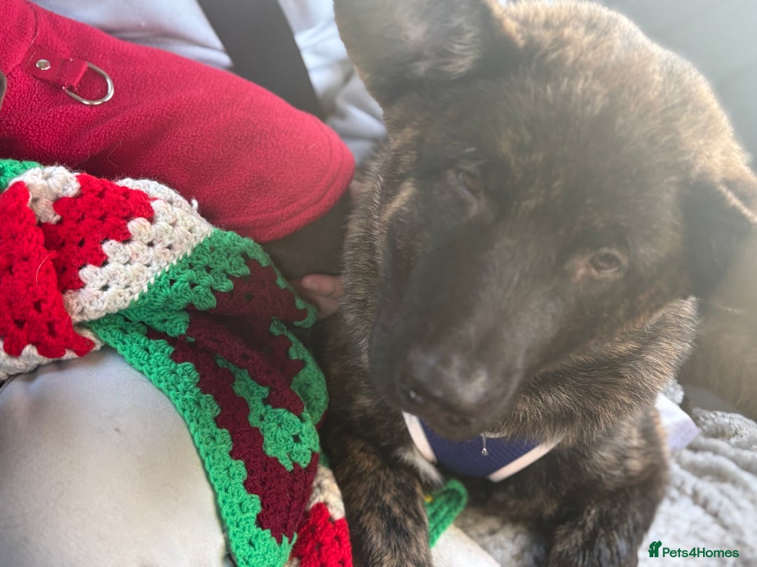 Mixed Breed dogs for sale: Bear, 5 month old brindle Akita x german shepherd  - Advert 2